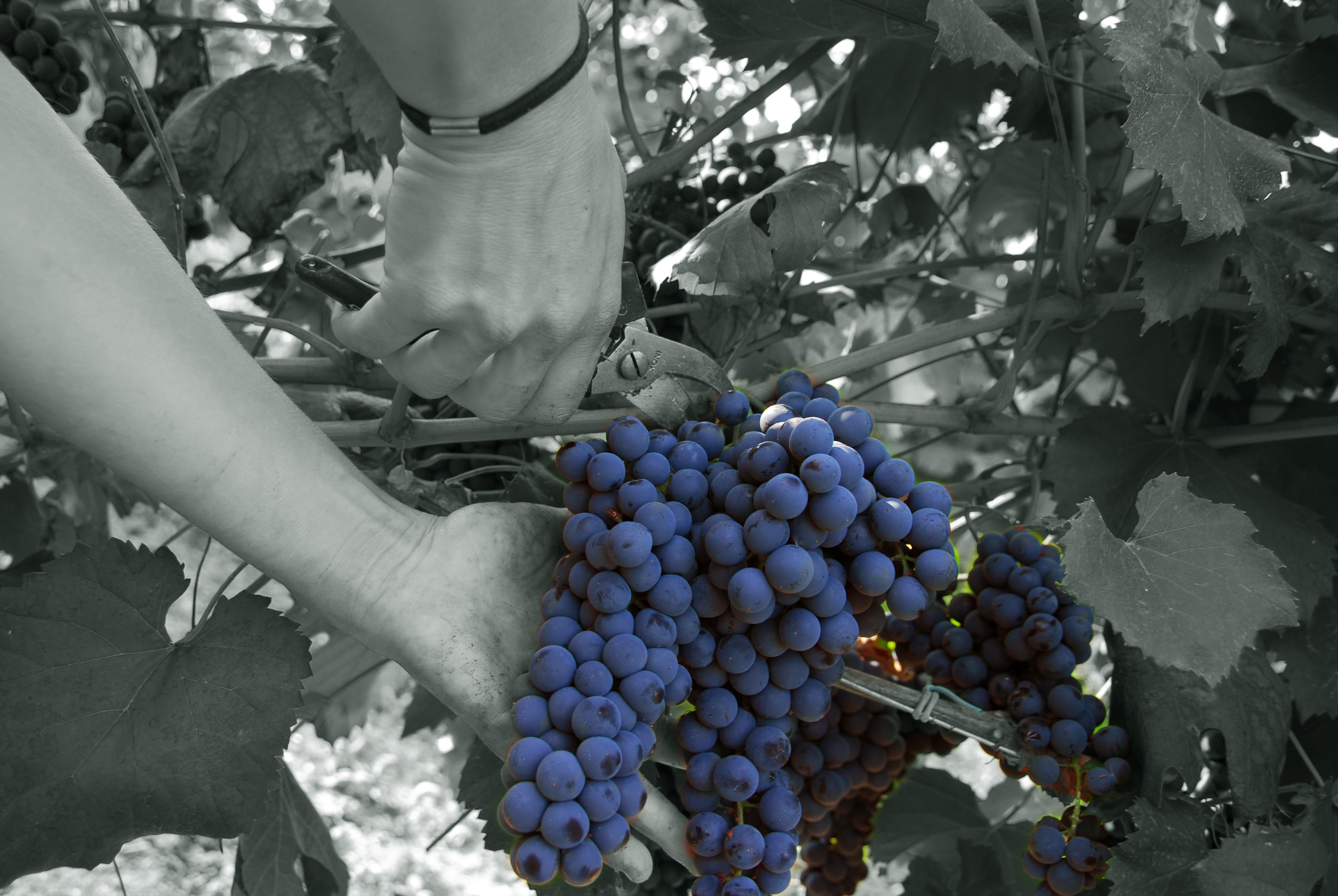 Consorzio Tutela Vini Oltrepò Pavese